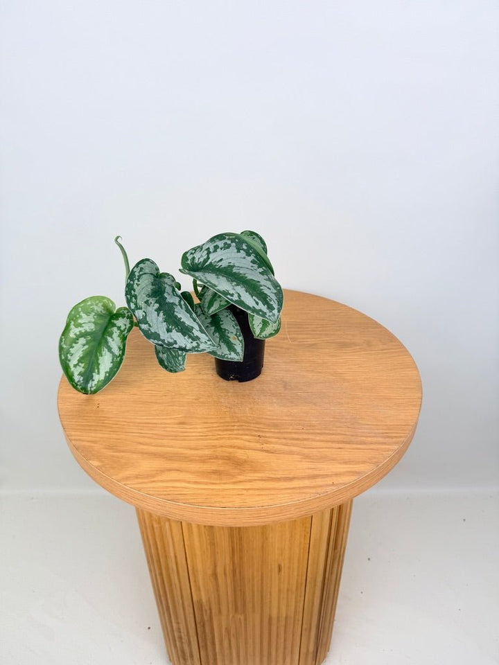 Scindapsus Pictus - Silver Princess | Uprooted