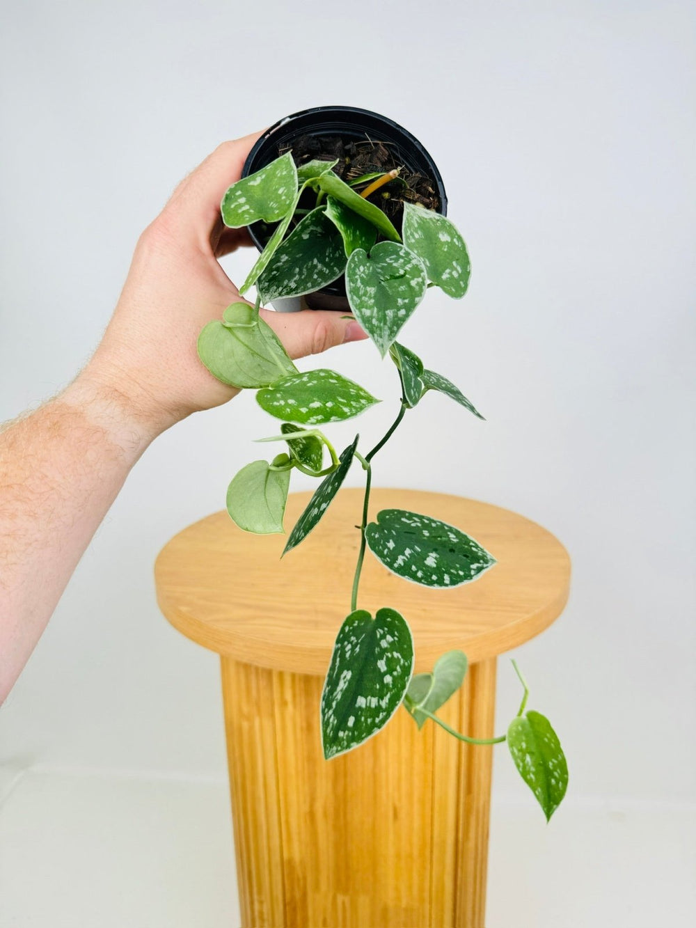 scindapsus pictus satin pothos silvery ann Scindapsus Pictus - Silvery Ann | Uprooted