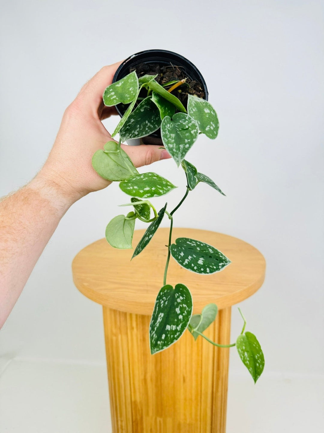silvery ann pothos plant Scindapsus Pictus - Silvery Ann | Uprooted