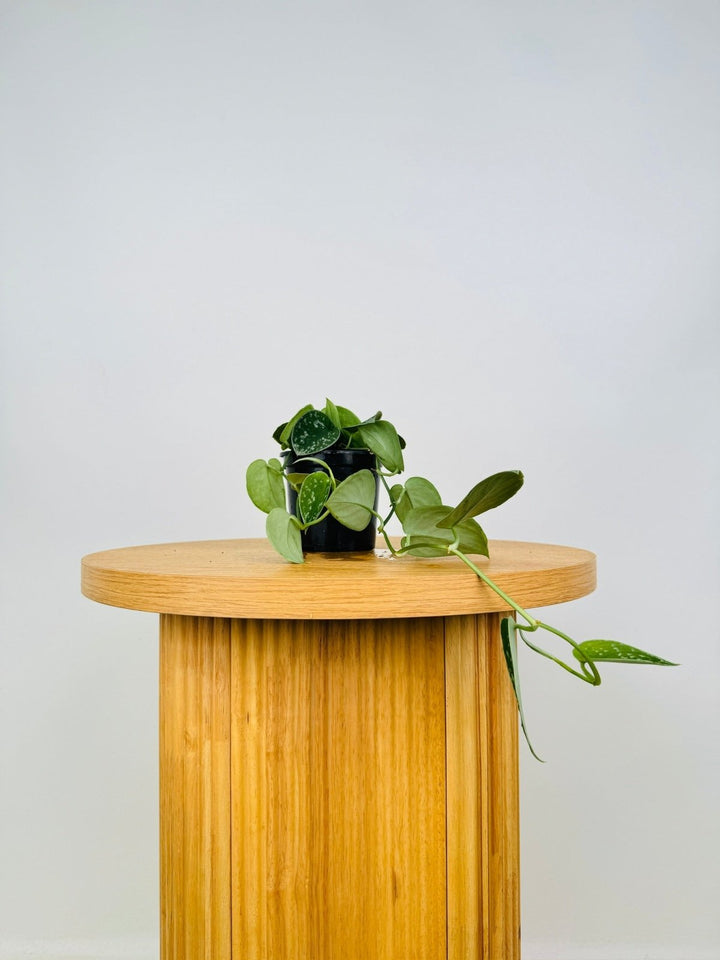 Scindapsus Pictus - Silvery Ann | Uprooted