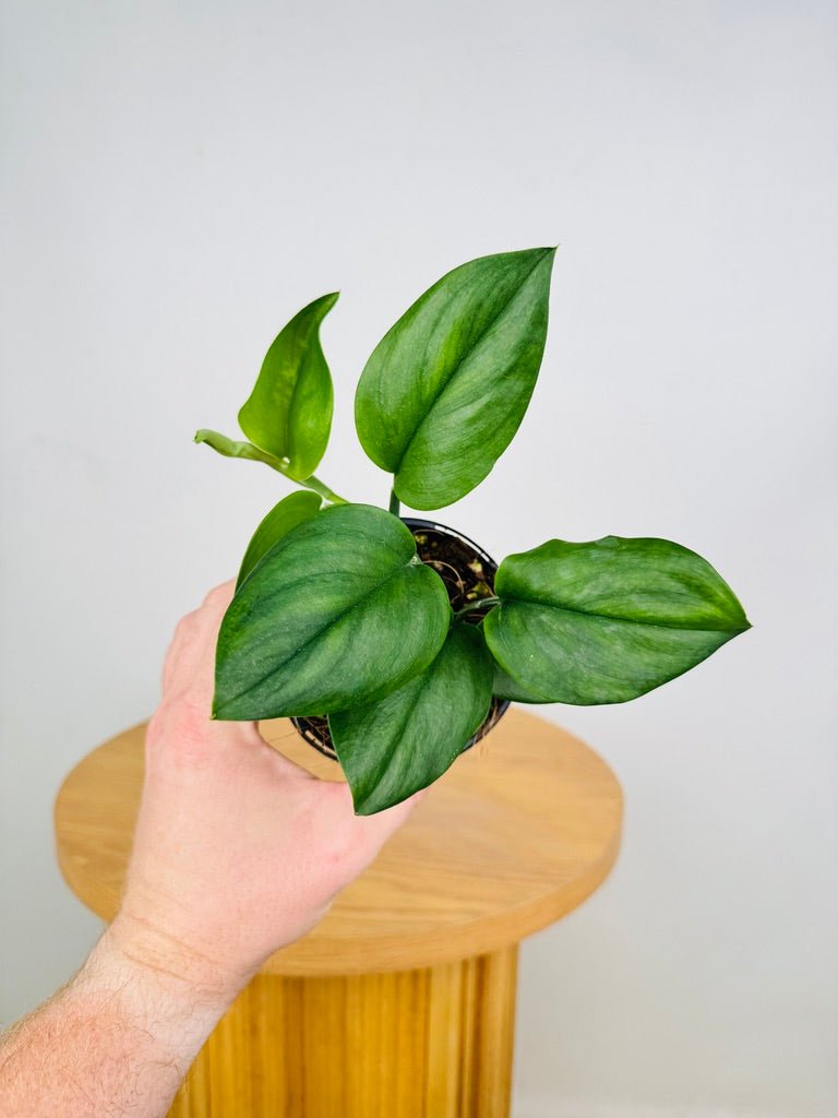 Scindapsus Treubii - NOID | Uprooted