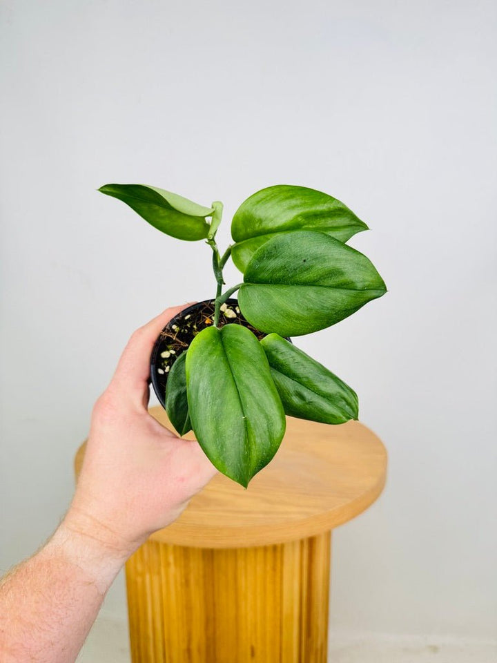 Scindapsus Treubii - NOID | Uprooted