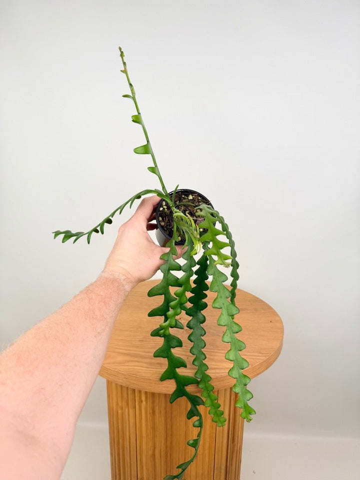 Selenicereus Anthonyanus - Fishbone Cactus | Uprooted
