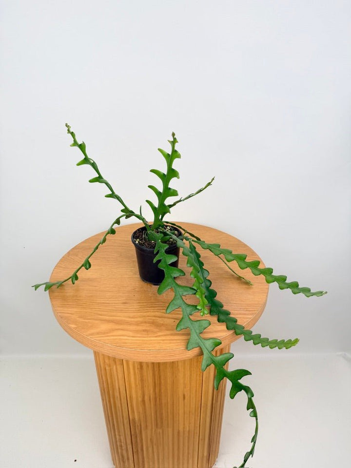 Selenicereus Anthonyanus - Fishbone Cactus | Uprooted