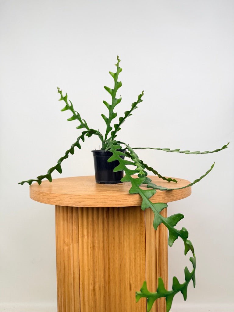 Selenicereus Anthonyanus - Fishbone Cactus | Uprooted