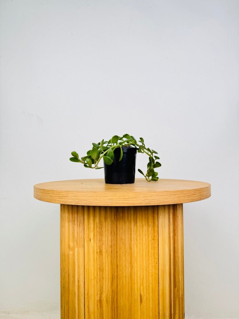 Senecio Jacobsenii | Uprooted