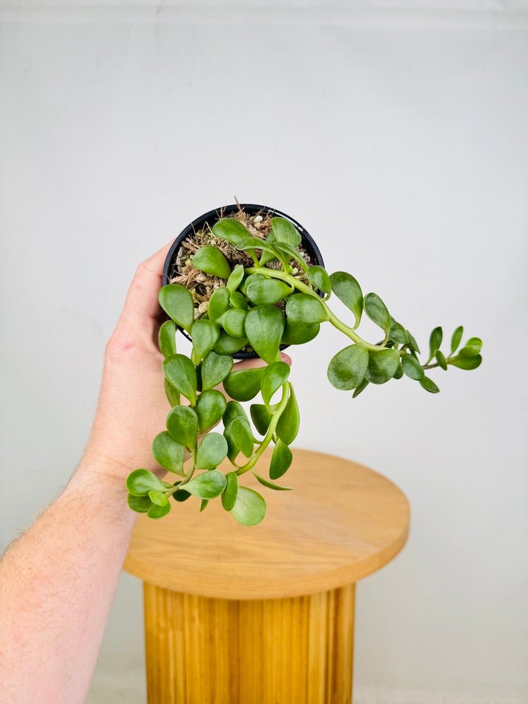 Senecio Jacobsenii | Uprooted