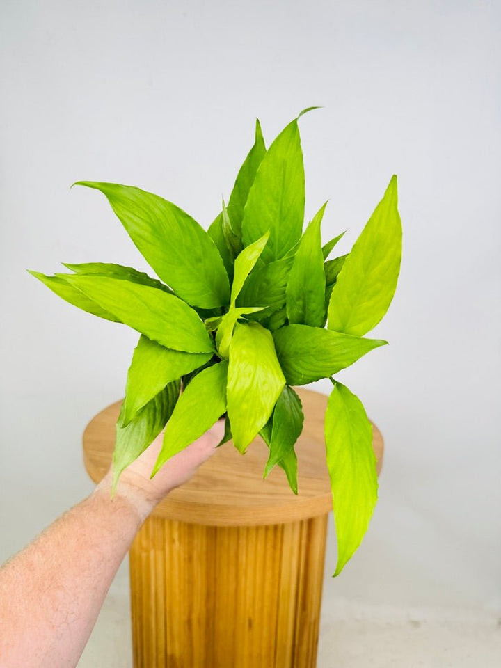 Spathiphyllum Lime | Uprooted
