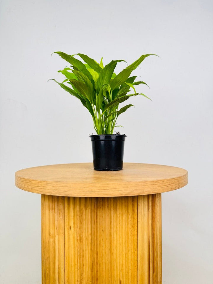 Spathiphyllum Lime | Uprooted