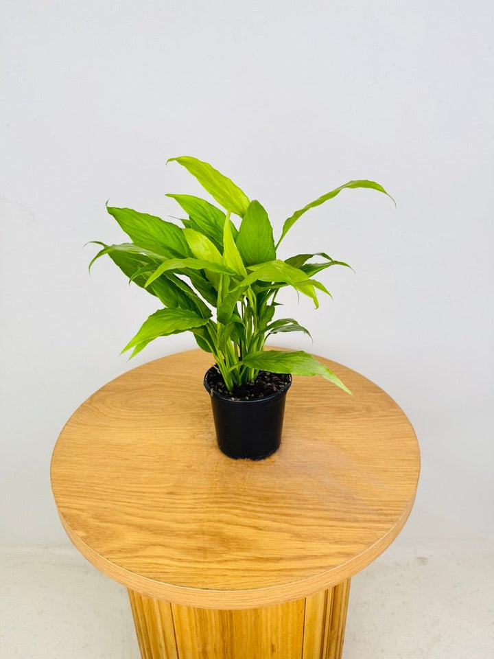 Spathiphyllum Lime | Uprooted
