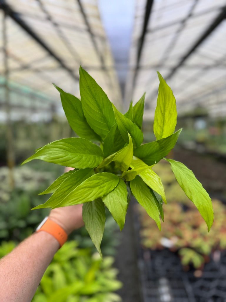 Spathiphyllum Lime | Uprooted