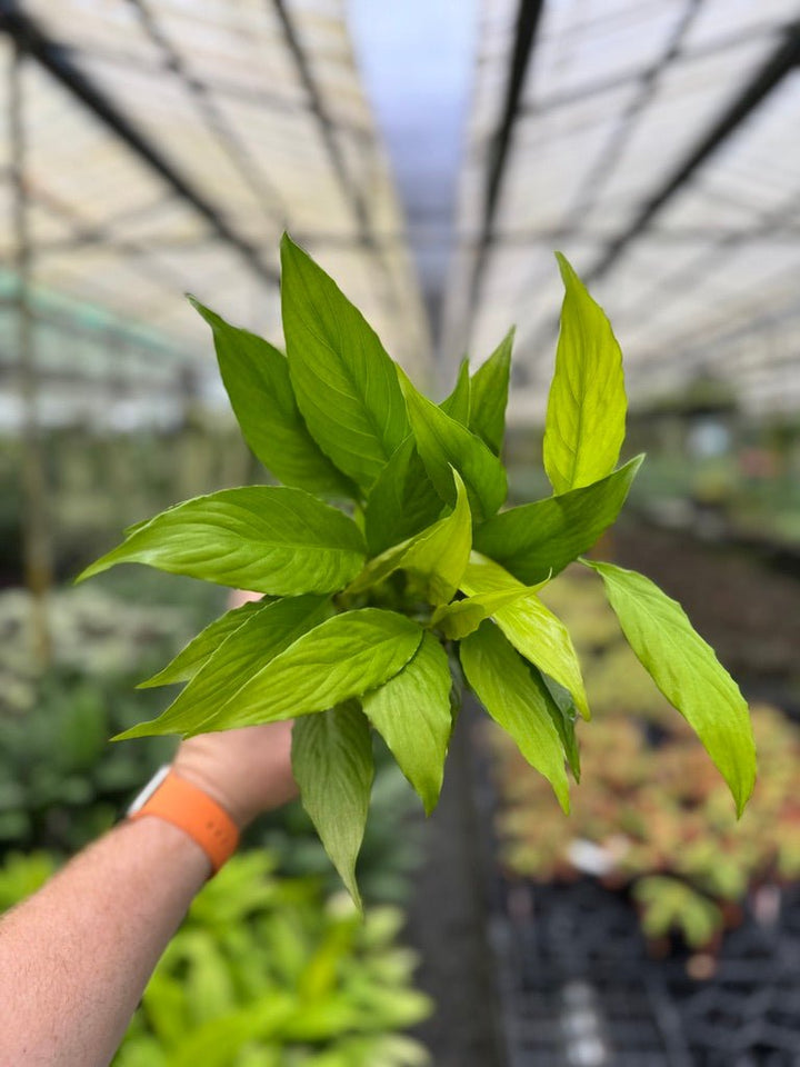 Spathiphyllum Lime | Uprooted