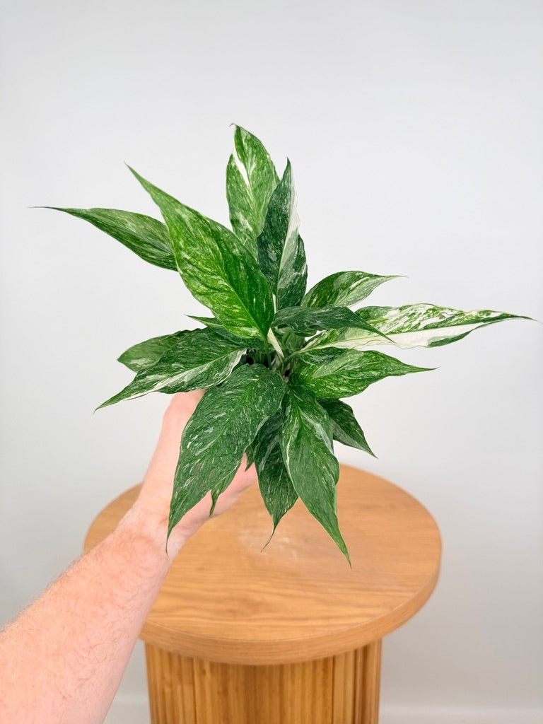 Spathiphyllum Wallisii - Domino | Uprooted