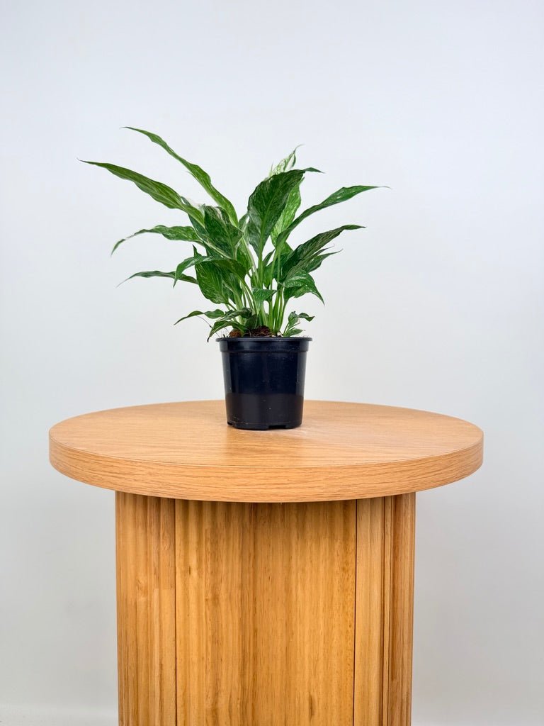 Spathiphyllum Wallisii - Domino | Uprooted