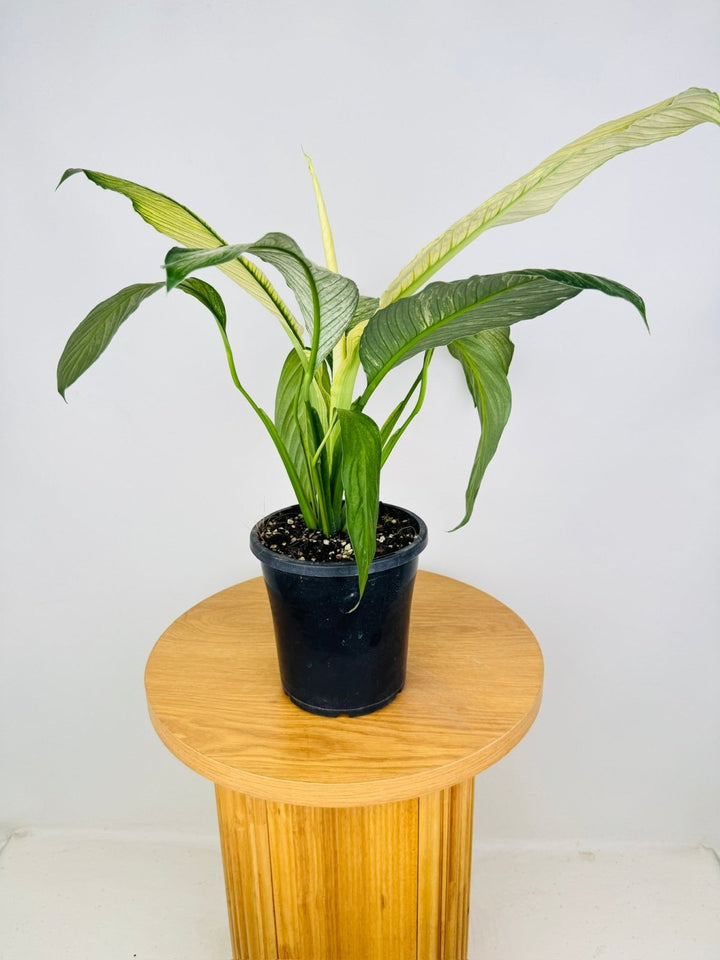 Spathiphyllyum Sensation Variegated - MAXI | Uprooted