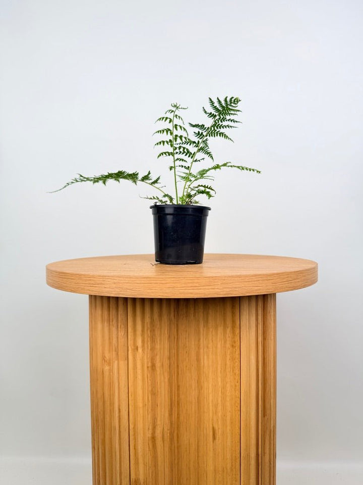 Sphaeropteris Cooperi - Australian Tree Fern | Uprooted