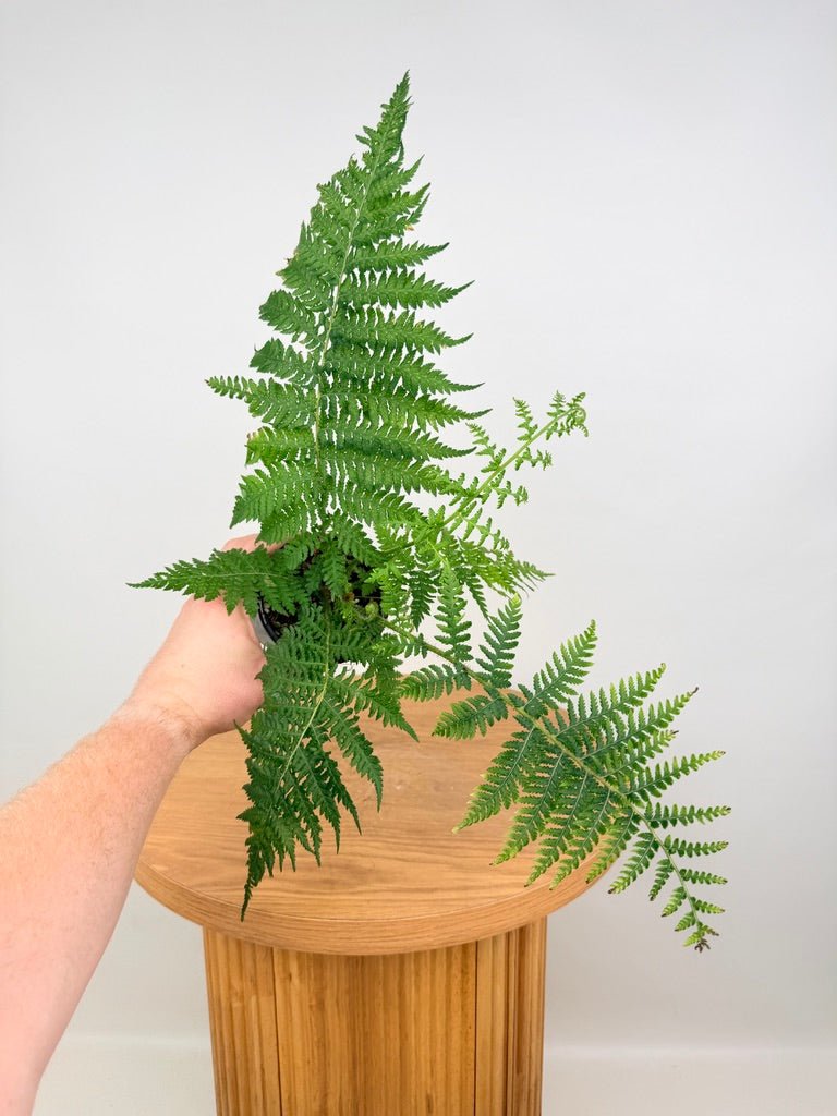 Sphaeropteris Cooperi - Australian Tree Fern | Uprooted