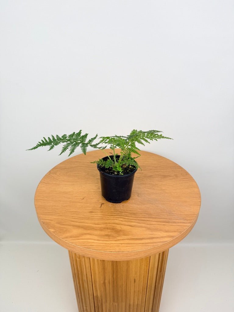 Sphaeropteris Cooperi - Australian Tree Fern | Uprooted