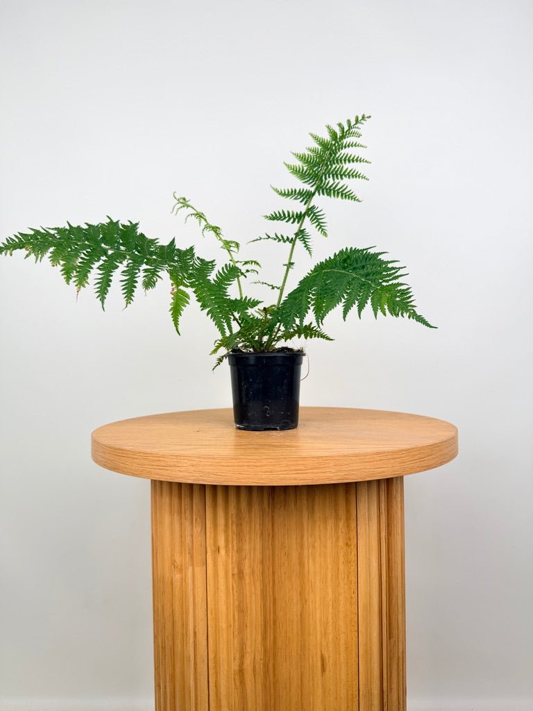Sphaeropteris Cooperi - Australian Tree Fern | Uprooted