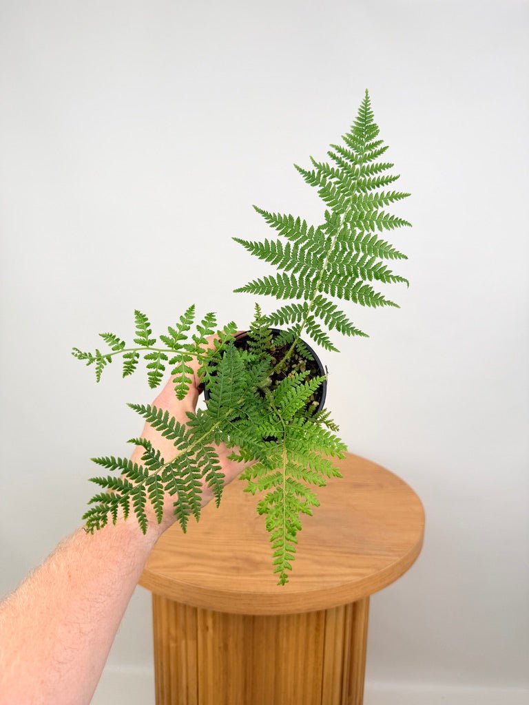 Sphaeropteris Cooperi - Australian Tree Fern | Uprooted