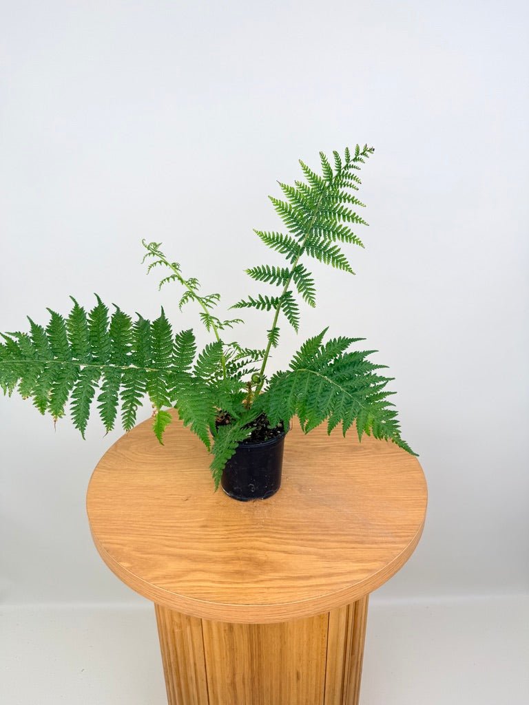 Sphaeropteris Cooperi - Australian Tree Fern | Uprooted