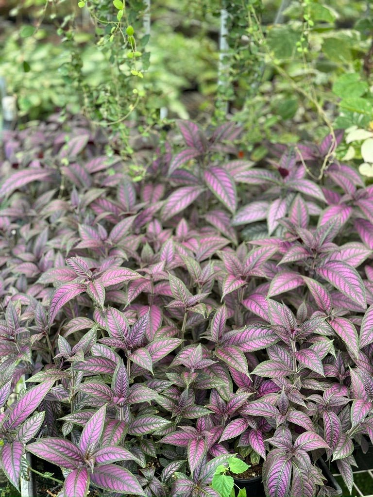 Strobilanthes Dyeriana - Persian Shield | Uprooted
