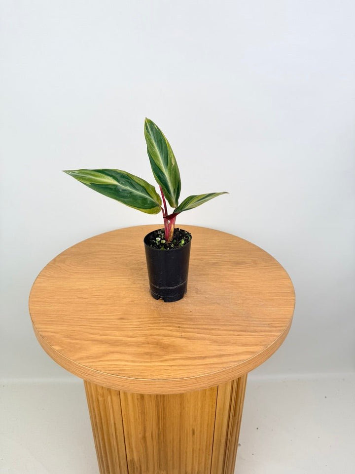 Stromanthe Sanguinea - Horticolor | Uprooted
