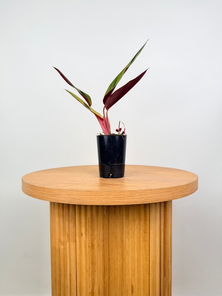 Stromanthe Sanguinea - Horticolor | Uprooted