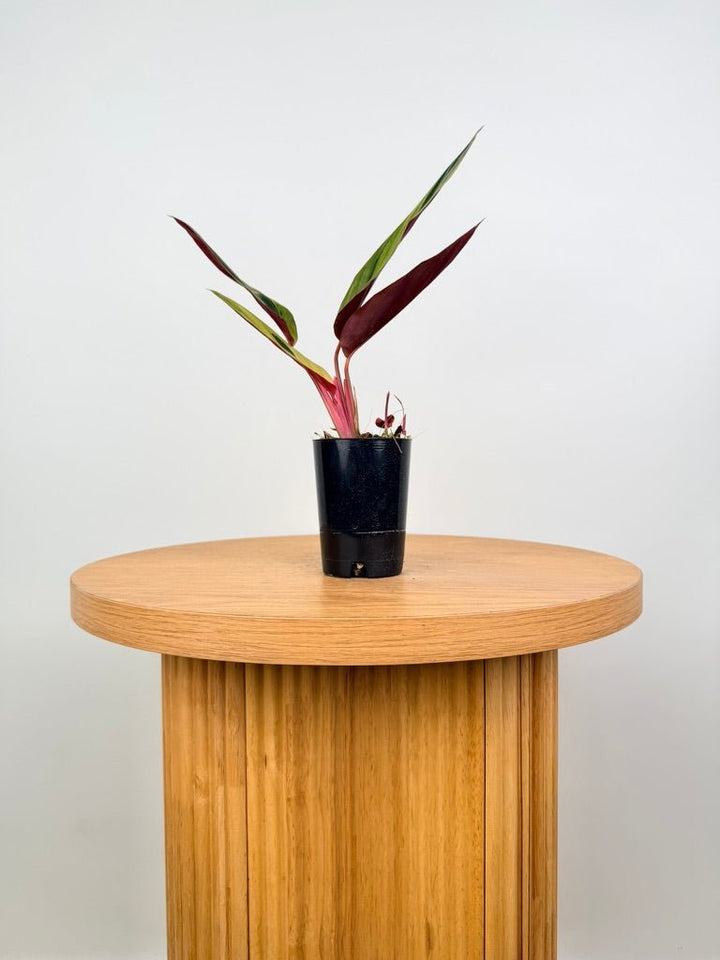 Stromanthe Sanguinea - Horticolor | Uprooted