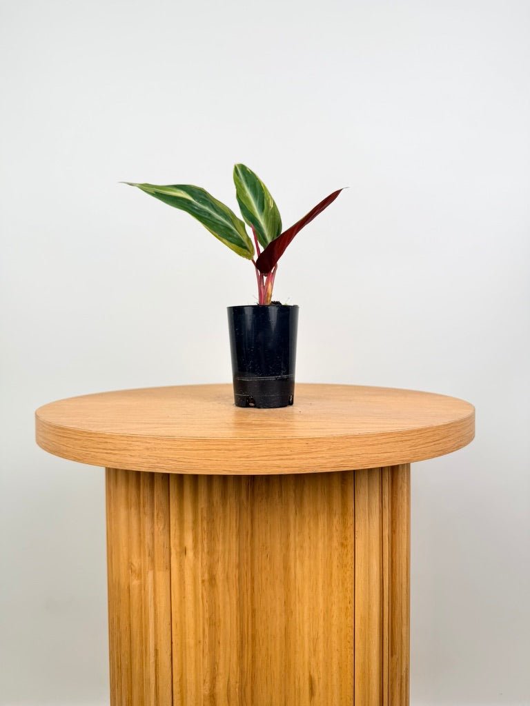 Stromanthe Sanguinea - Horticolor | Uprooted