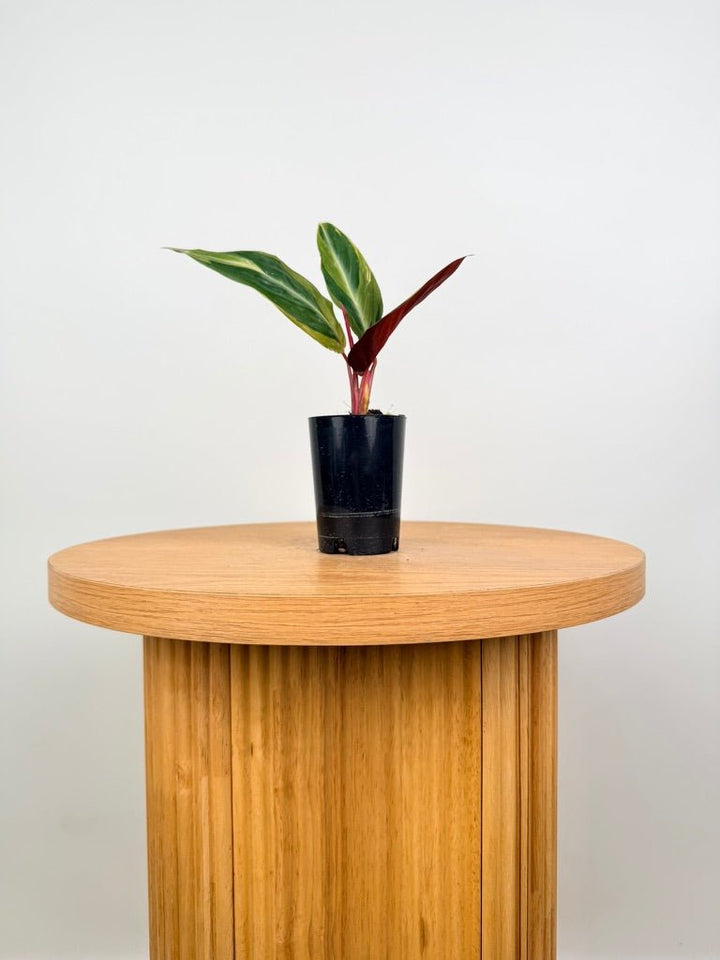 Stromanthe Sanguinea - Horticolor | Uprooted