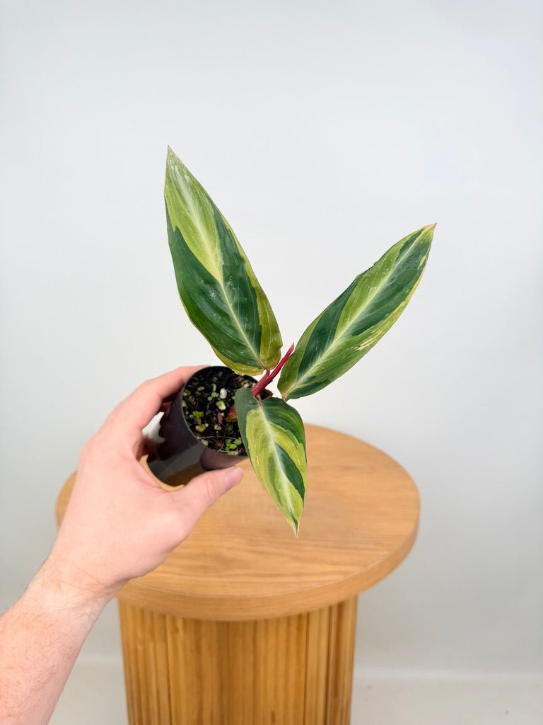 Stromanthe Sanguinea - Horticolor | Uprooted
