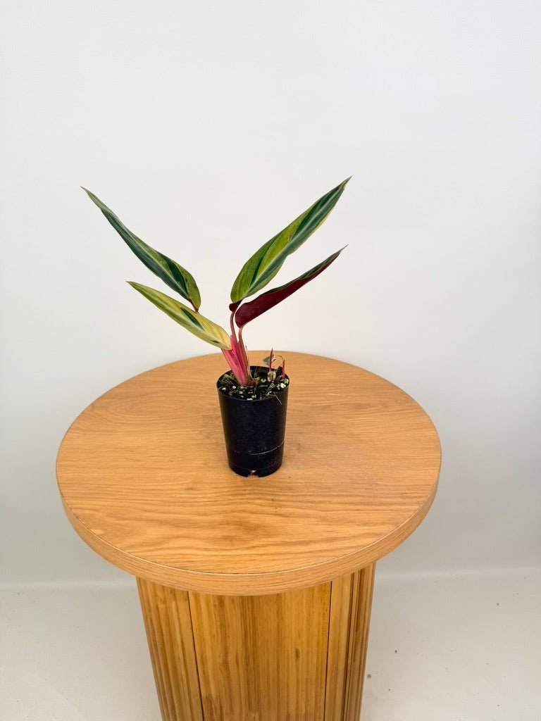 Stromanthe Sanguinea - Horticolor | Uprooted
