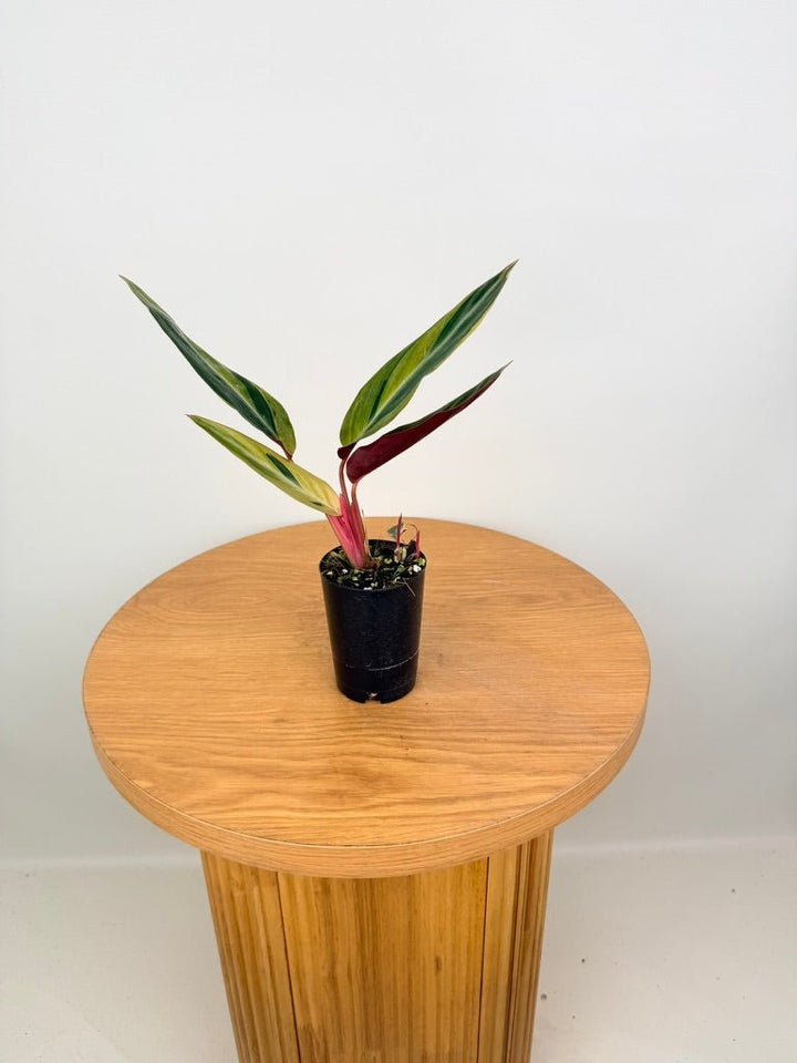 Stromanthe Sanguinea - Horticolor | Uprooted