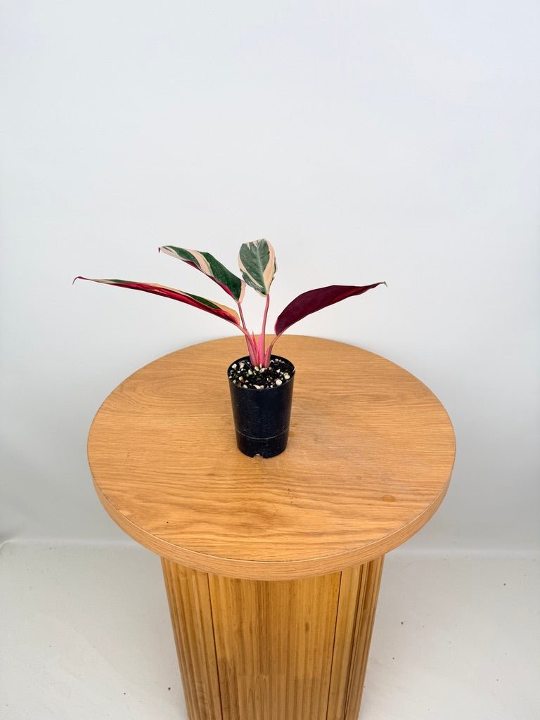 Stromanthe Sanguinea - Tricolour | Uprooted