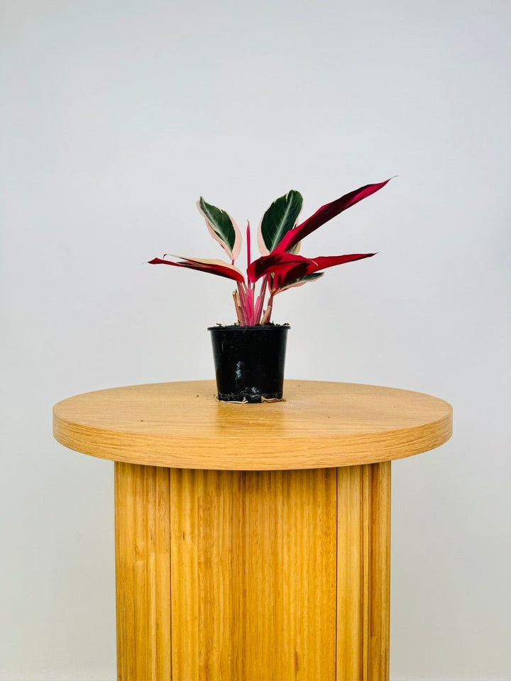 Stromanthe Sanguinea Tricolour | Uprooted