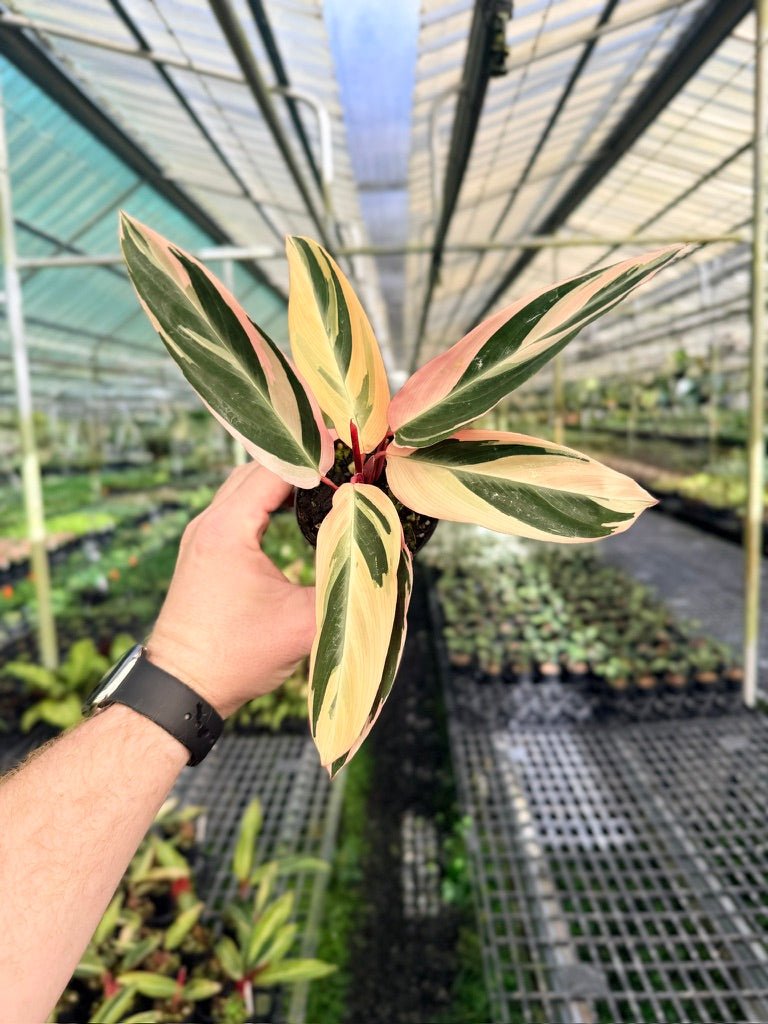 Stromanthe Sanguinea - Tricolour | Uprooted
