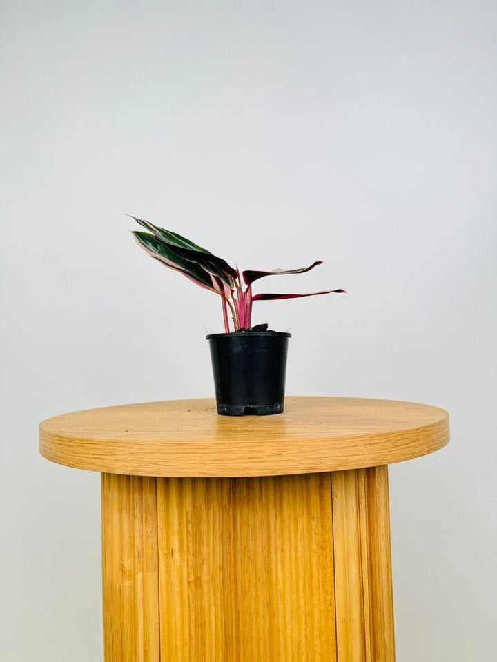 Stromanthe Sanguinea Tricolour | Uprooted