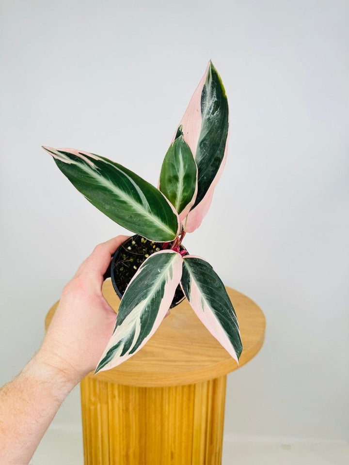 Stromanthe Sanguinea Tricolour | Uprooted