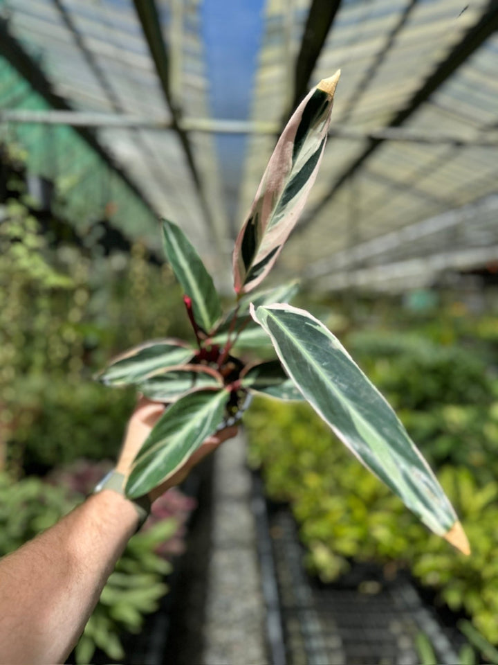 Stromanthe Sanguinea Tricolour | Uprooted
