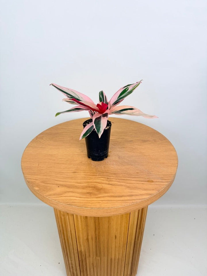 Stromanthe Sanguinea - Tricolour | Uprooted