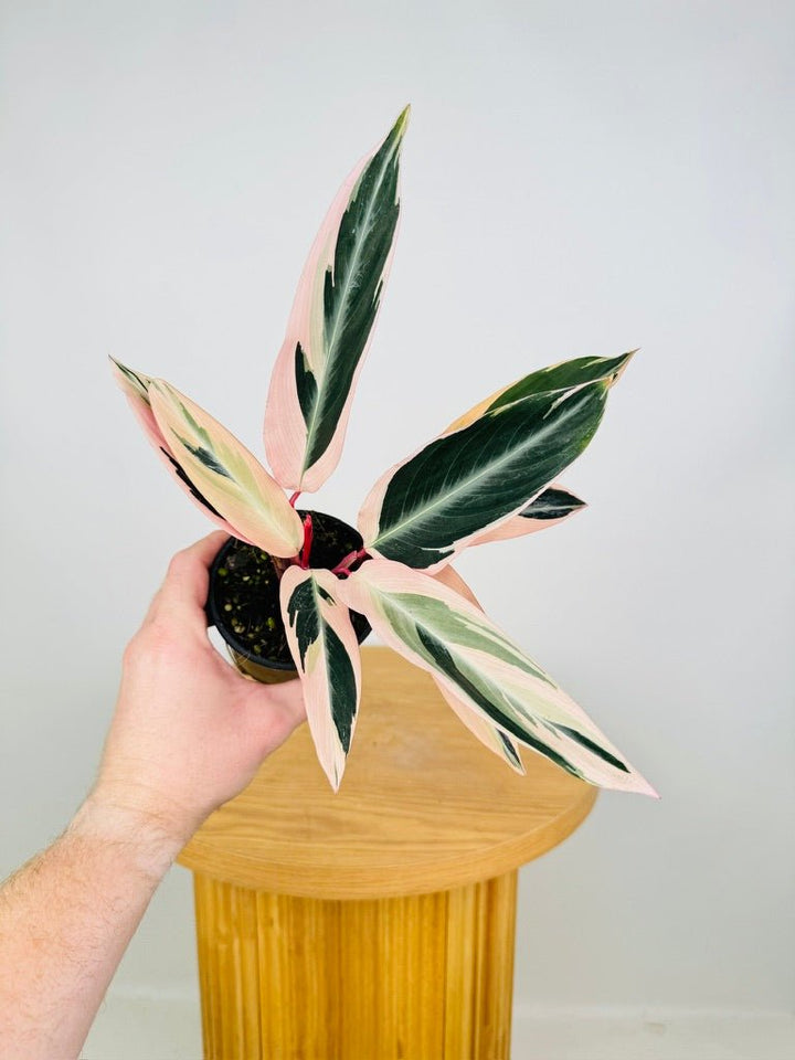Stromanthe Sanguinea Tricolour | Uprooted