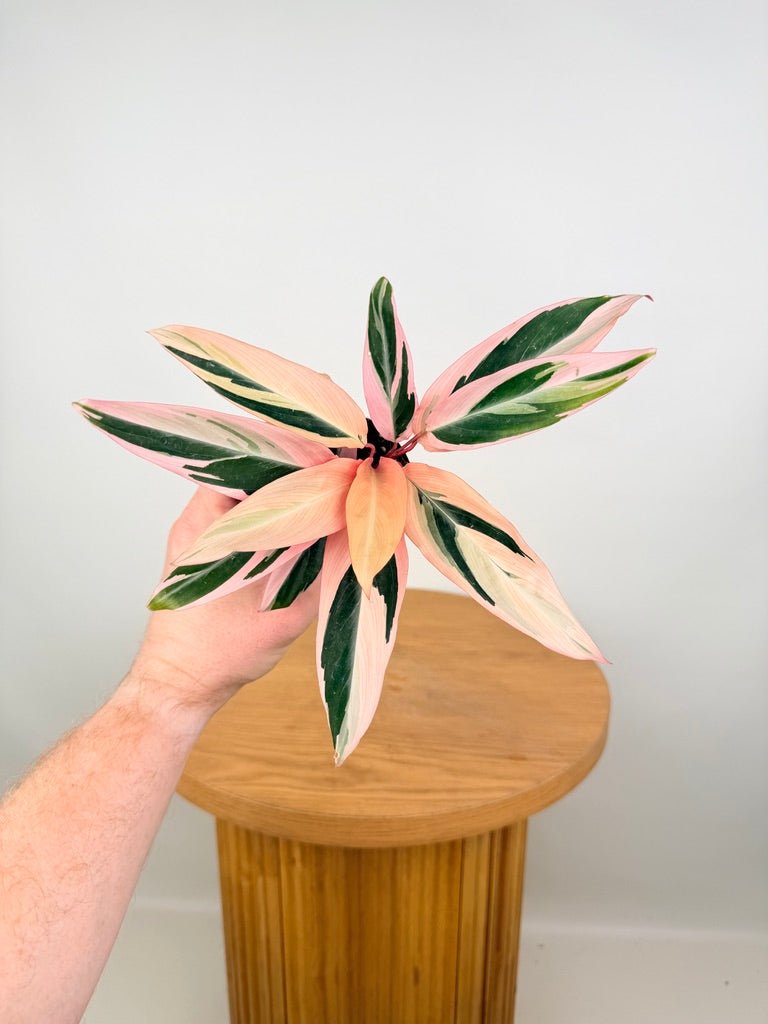 Stromanthe Sanguinea - Tricolour | Uprooted