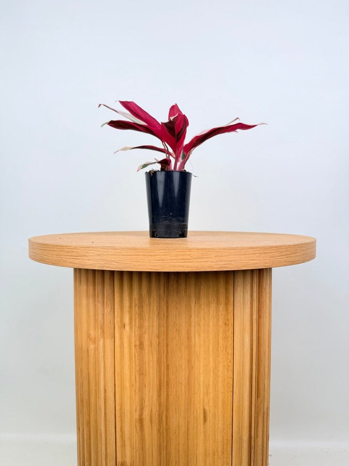 Stromanthe Sanguinea - Tricolour | Uprooted