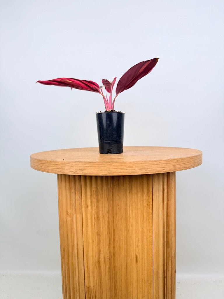 Stromanthe Sanguinea - Tricolour | Uprooted