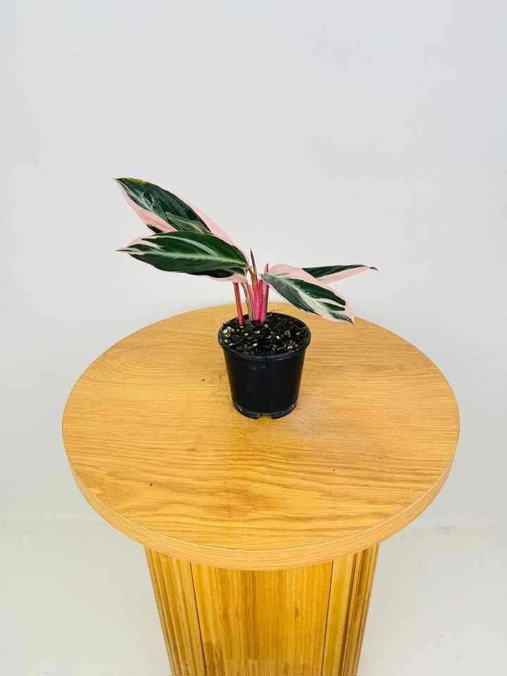 Stromanthe Sanguinea Tricolour | Uprooted