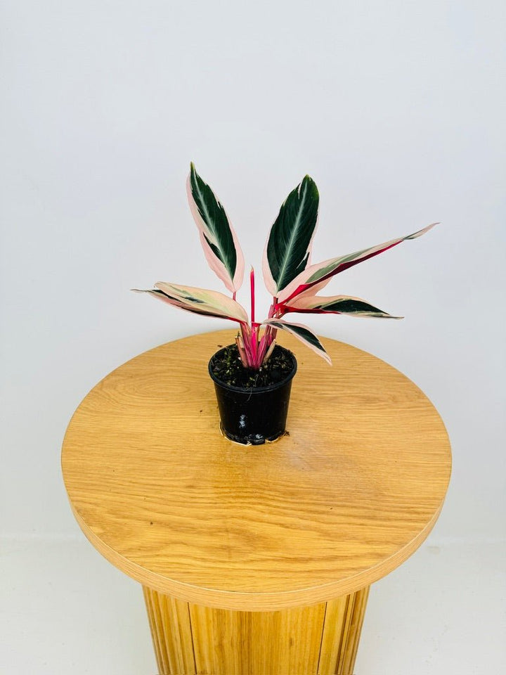 Stromanthe Sanguinea Tricolour | Uprooted