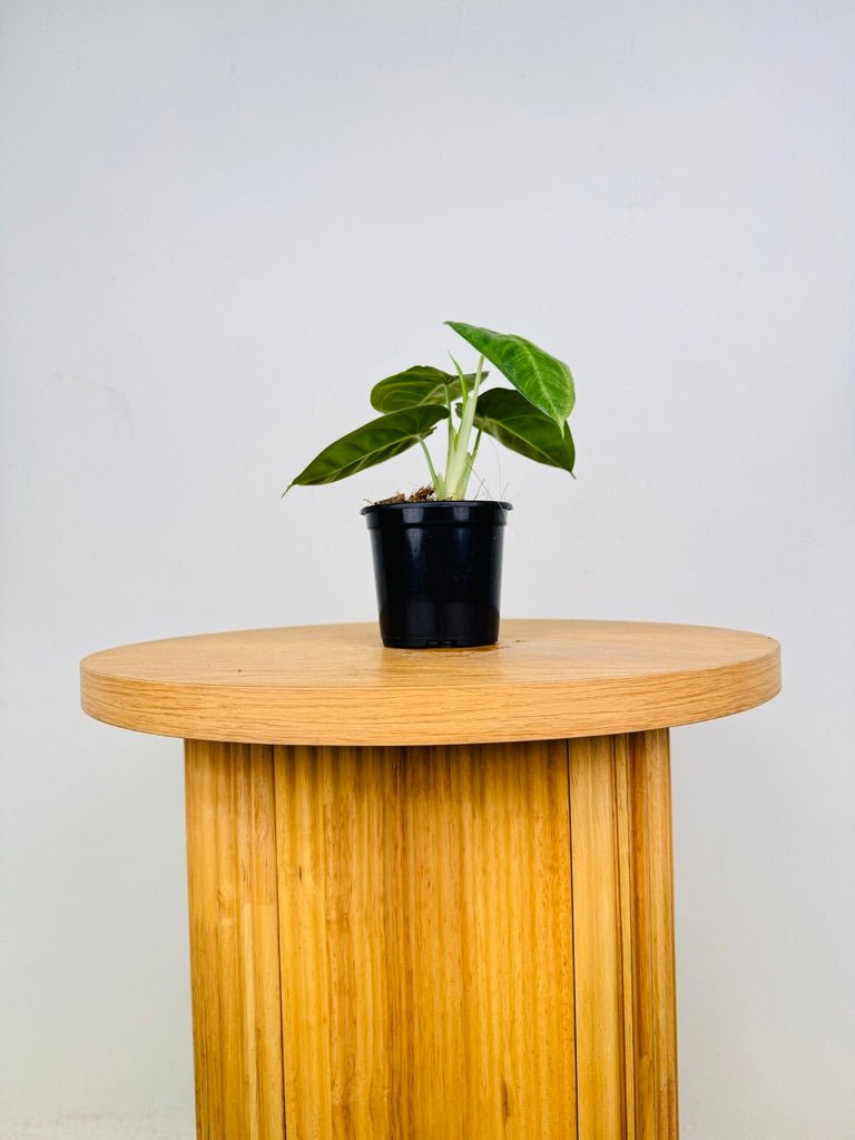 Syngonium Chiapense - Frosted Heart | Uprooted