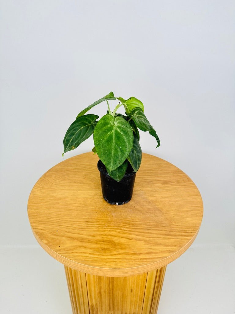 frosted heart philodendron Syngonium Chiapense - Frosted Heart | Uprooted
