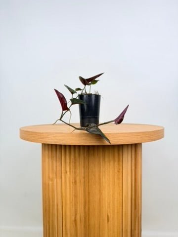 Syngonium Erythrophyllum | Uprooted
